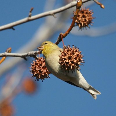 Finch