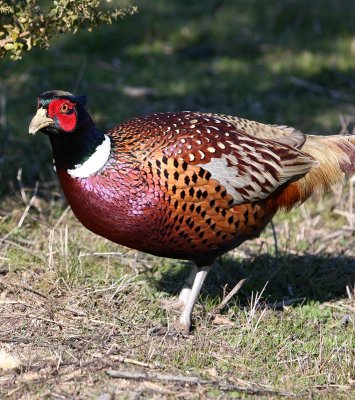 Pheasant