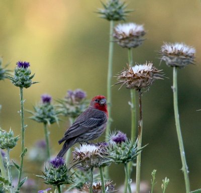 House Finch