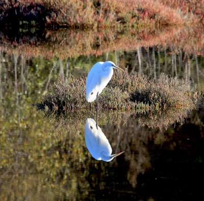 Gallery Great Egrets
