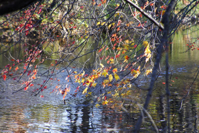 Canal Park Walk 5