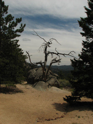 Spalone