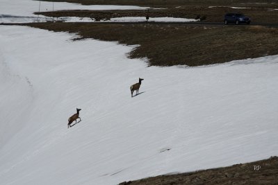 Elk in the Alpine Zone