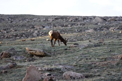 Elk in the Alpine Zone 2