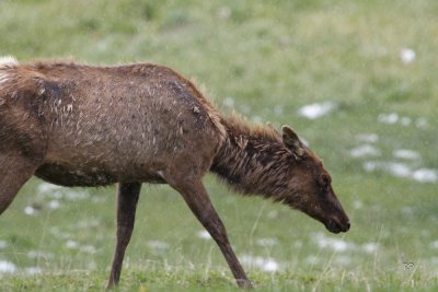 Elk Cow in falling June snow