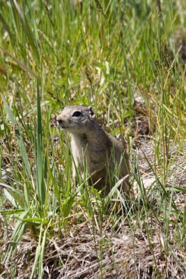 Wyoming Ground Squirrel