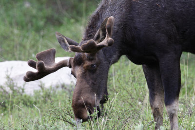 Bull Moose