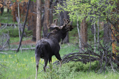 Bull Moose take 2