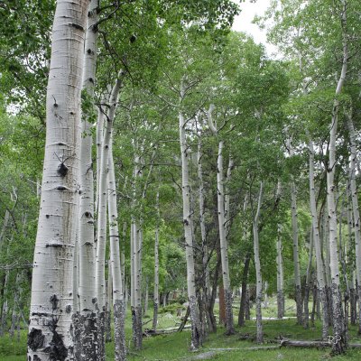Woods - Aspens take 3
