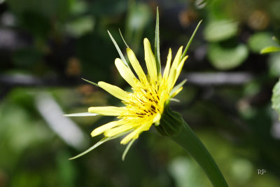 Mountain Flowers-Yellow Salsify