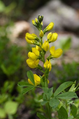 Mountain Flowers-Mountain Golden Pea (Golden Banner)