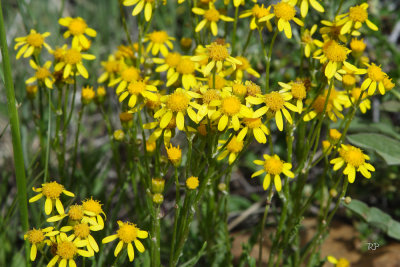 Really , not all folwers in Colorado are yellow...