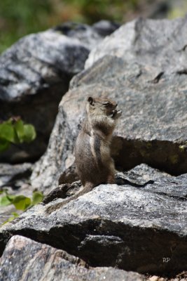 Golden-Mantled, Happy, Happy, Happy