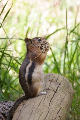 Golden-Mantled, Stuffing Face Contest Competitor