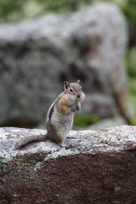 Golden-Mantled, Stuffing Face Contest Winner