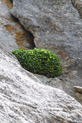 Green Rock - Picture Dedicated to all Plants in our Garden