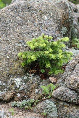 Green Rock - Picture Dedicated to Plants in our Garden