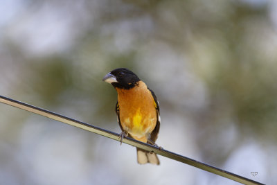 Black-Headed Grosbeak
