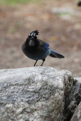 Steller's Jay-Pissed