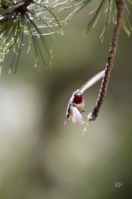 Humminngbird take 3
