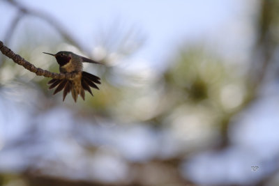 Hummingbird take 4