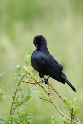 Brewer's Blackbird