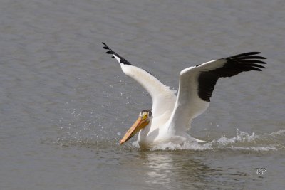 Right outside Park - White Pelican