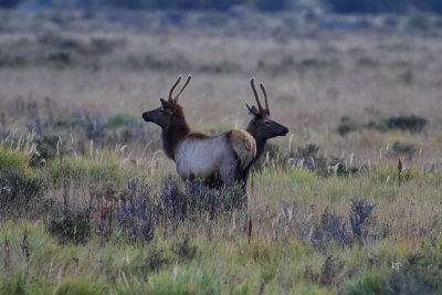 Rare Elk With 4 Antlers (Czterorozec)