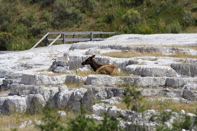 Elk on a terrace