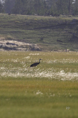 Sandhill Crane at Lower Geyser