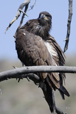 Bald Immature