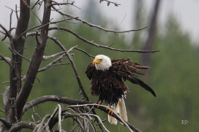Bald Eagle Take 2