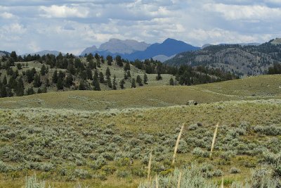Lamar Valley View