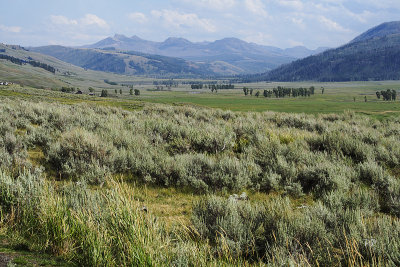 Lamar Valley Again