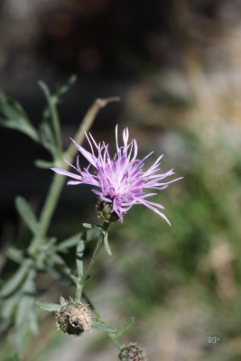 Possibly Knapweed  we are not sure  still pretty.