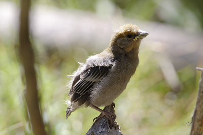 I cannot ID this bird chick  please help