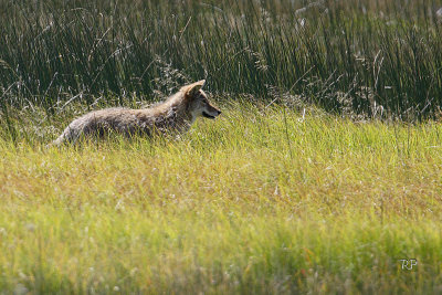 Coyote Take 2