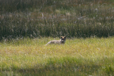 Coyote Take 3