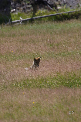 About to pounce