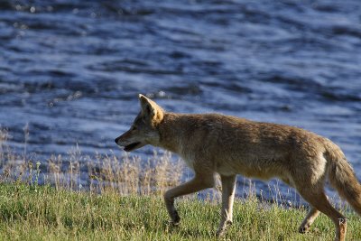 Coyote once more