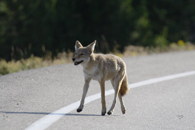 Coyote Crossing