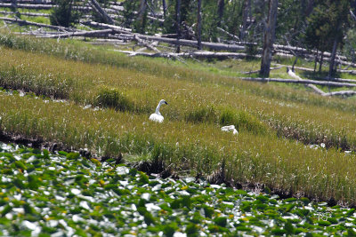 Trumpeter Swans on Riddle Lake 