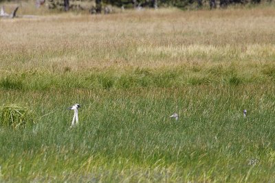 More Trumpeters with young