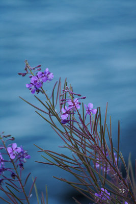 Yellowstone Lake Flowers
