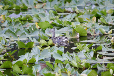 Isa Lake duck