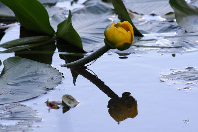 Isas Lake lake Lily