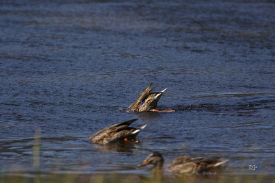 Ducking