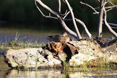 Duck on Madison River