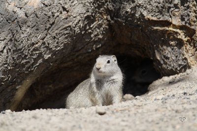 In front of its house