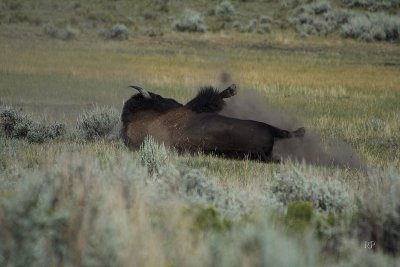Bisons insect bath